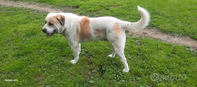 Pastore asia centrale accoppiamento