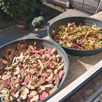 acer japonicum aceri giapponesi 350 semi euro 10