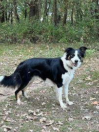 Border collie femmina
