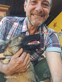 Pastore Belgian Malinois