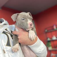 Ultima Cucciola Di American Pitbull UKC