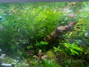 Piante per Acquario