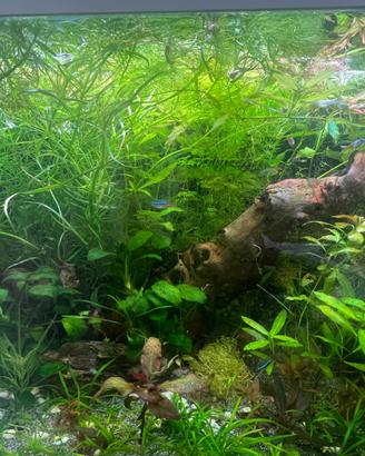 Piante per Acquario