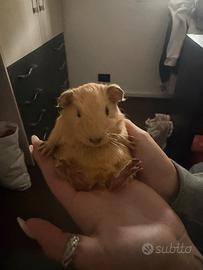 Cavia peruviana
