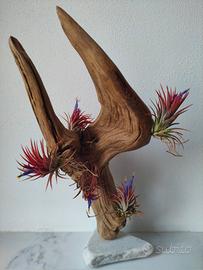 Composizione in driftwood con piante (Tillandsie)