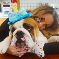 Bulldog inglese (pedigree) Lapo x monta