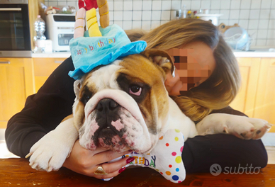 Bulldog inglese (pedigree) Lapo x monta