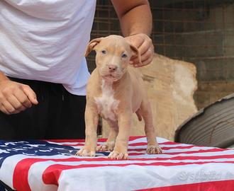 Pitbull UKC F Silver 