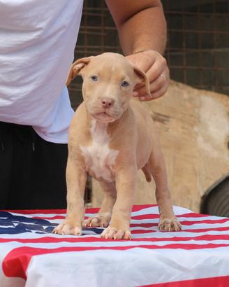 Pitbull UKC F Silver 