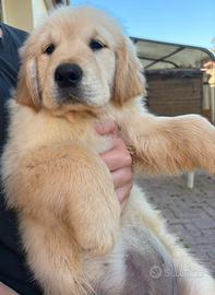 Golden retriever