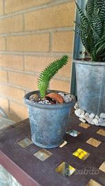 huernia euphorbia