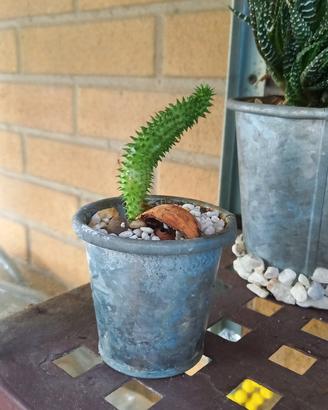 huernia euphorbia