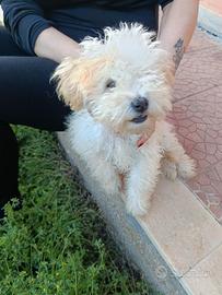 Barboncino nano bianco