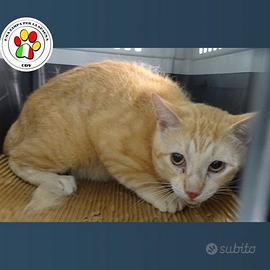 RED tanto spaventato