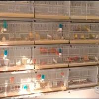 Gabbie uccelli (batteria)