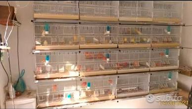 Gabbie uccelli (batteria)