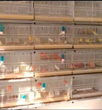 Gabbie uccelli (batteria)