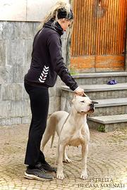 Cuccioli di Dogo Argentino con Pedigree