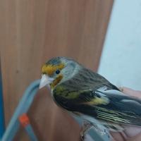 Cardellino