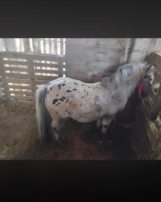 Mini pony