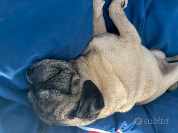 Carlino femmina di 8 anni