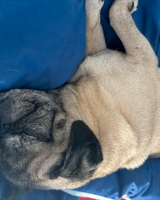 Carlino femmina di 8 anni