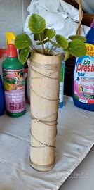 Bamboo con pianta 