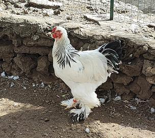 Galli Brahma Bianco Columbia in purezza