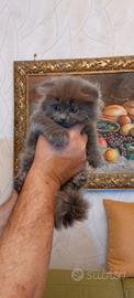 Scottish fold longhair