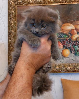 Scottish fold longhair