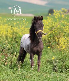 Maschietto Appaloosa