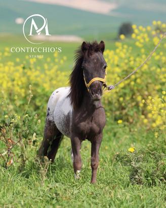 Maschietto Appaloosa