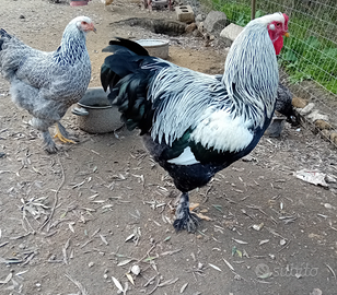 Gallo brahma
