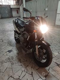 Honda hornet