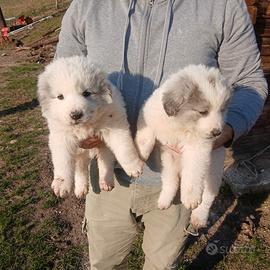 Cuccioli disponibili