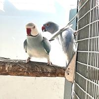 Pulli di parrocchetto dal collare