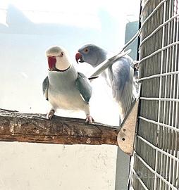 Pulli di parrocchetto dal collare