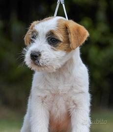 Cucciola di Jack Russell Ruvida