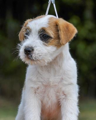 Cucciola di Jack Russell Ruvida