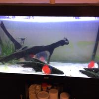 Radici di mangrovia per acquari