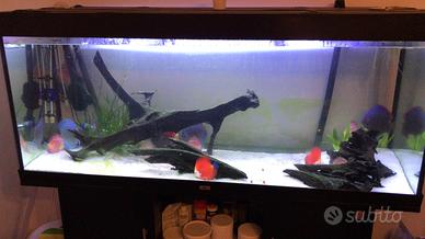 Radici di mangrovia per acquari