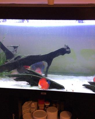 Radici di mangrovia per acquari