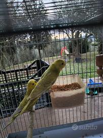 Parrocchetto ondulato - COCORITA -