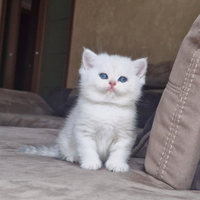 British shorthair e longhair