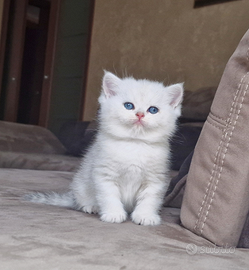 British shorthair e longhair