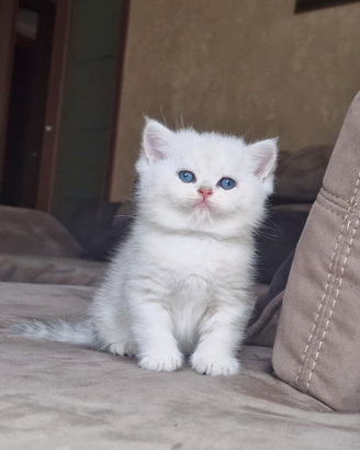 British shorthair e longhair