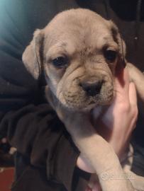 Cuccioli incrocio bulldog francese