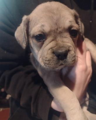 Cuccioli incrocio bulldog francese