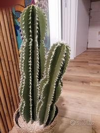 Cactus finto  in vaso