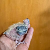 Pappagalli Calopsite